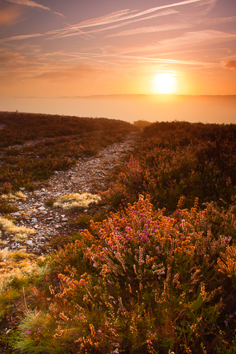 Ibsley Common, Misty Sunrise